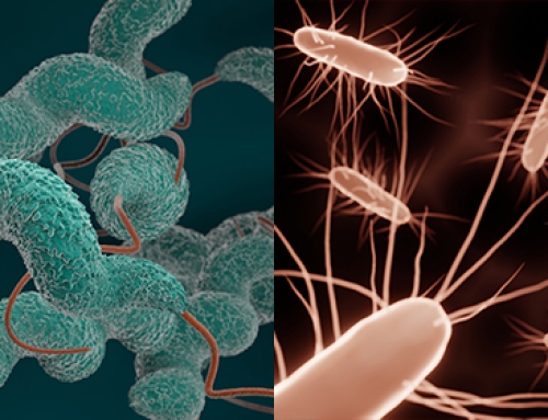 Campylobacteriosis and salmonellosis the most frequently reported zoonotic diseases in the EU in 2022