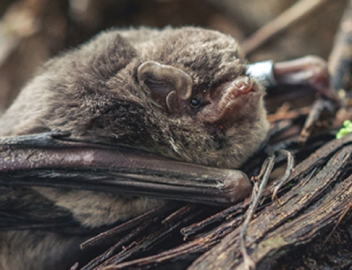 Webinar “Long-term urban bat monitoring and notes on the effects of full-scale war on urban wildlife”